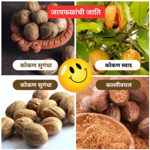A-caste-of-nutmegs-naturekrushi