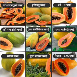 All-varieties-of-papaya-naturekrushi