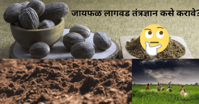 How-to-do-nutmeg-planting-technology-naturekrushi-1.png