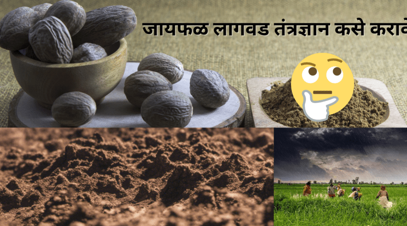 How-to-do-nutmeg-planting-technology-naturekrushi-1.png