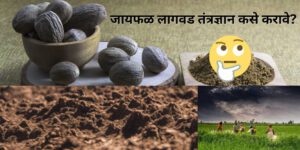 How to do nutmeg planting technology-naturekrushi