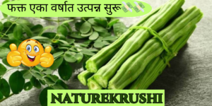 shevga-lagwad-in-marathi