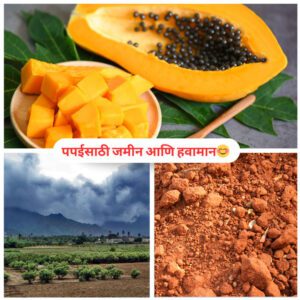 पपईसाठी-जमीन-आणि-हवामान-😊-naturekrushi.jpg