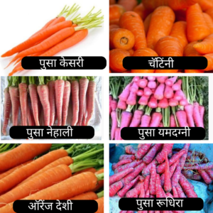 अशी करा नैसर्गिक पद्धतीने गाजर 🥕या पिकाची लागवड :