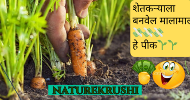 अशी करा नैसर्गिक पद्धतीने गाजर 🥕या पिकाची लागवड :