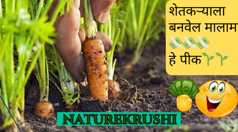 अशी करा नैसर्गिक पद्धतीने गाजर 🥕या पिकाची लागवड :