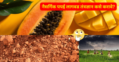 How-to-do-Natural-Papaya-Cultivation-Technology-naturekrushi.png