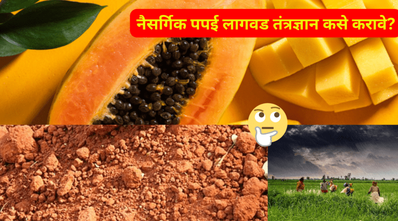 How-to-do-Natural-Papaya-Cultivation-Technology-naturekrushi.png