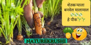 Gajar Lagwad In Marathi