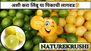cultivation of lemon naturekrushi
