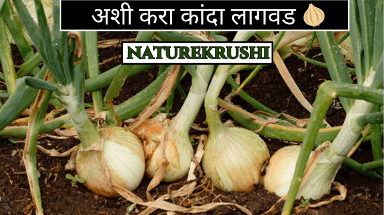 Cultivation of Onion-naturekrushi.png