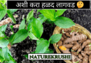 Cultivation-of-Termaric-plant-NATUREKRUSHI.png