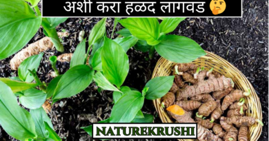 Cultivation-of-Termaric-plant-NATUREKRUSHI.png