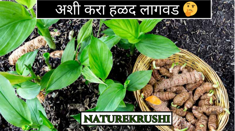 Cultivation-of-Termaric-plant-NATUREKRUSHI.png