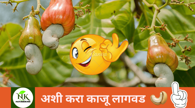 Cultivation of cashew nuts naturekrushi.png