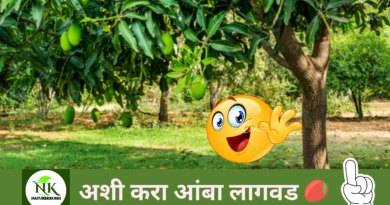 Cultivation of mango naturekrushi.png