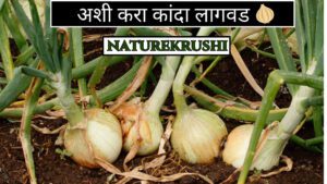 Cultivation of Onion-naturekrushi