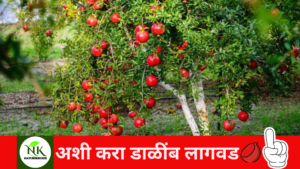 Pomegranate Cultivation naturekrushi