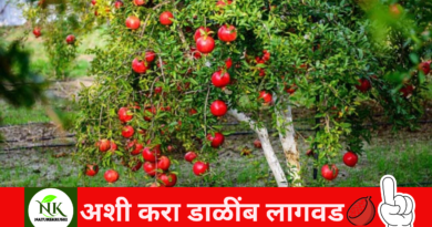 Pomegranate Cultivation naturekrushi