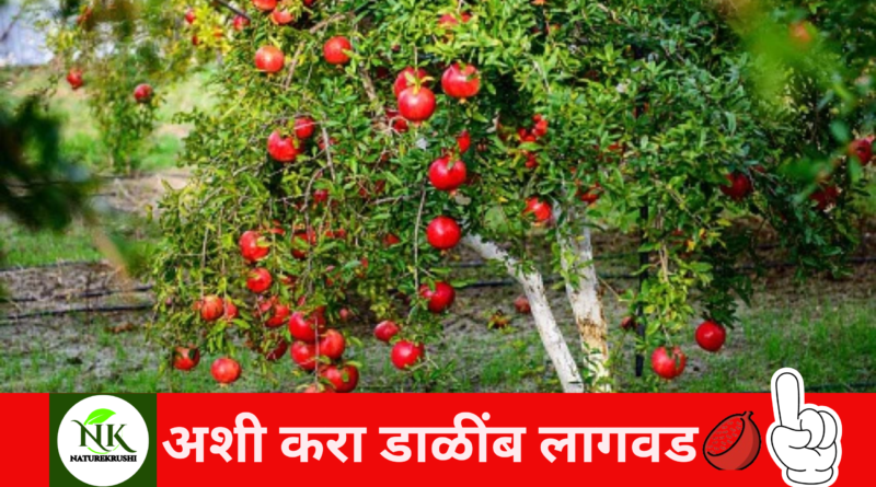 Pomegranate Cultivation naturekrushi