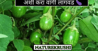 Cultivation of Brinjal naturekrushi.png