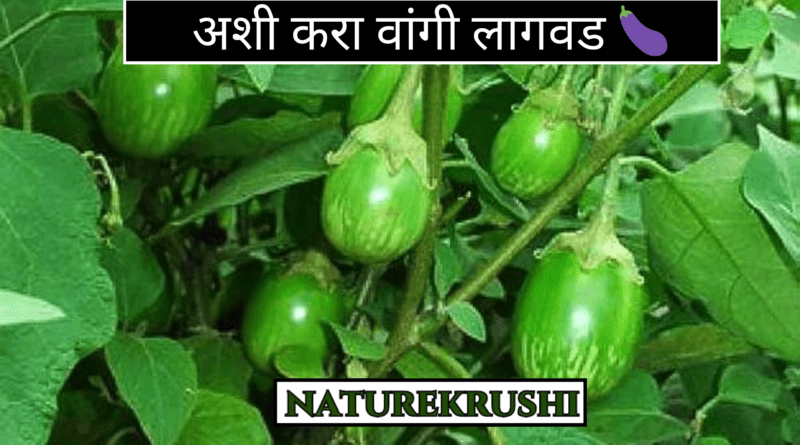 Cultivation of Brinjal naturekrushi.png