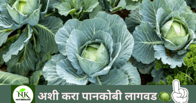 Cultivation of Cauliflower naturekrushi.png