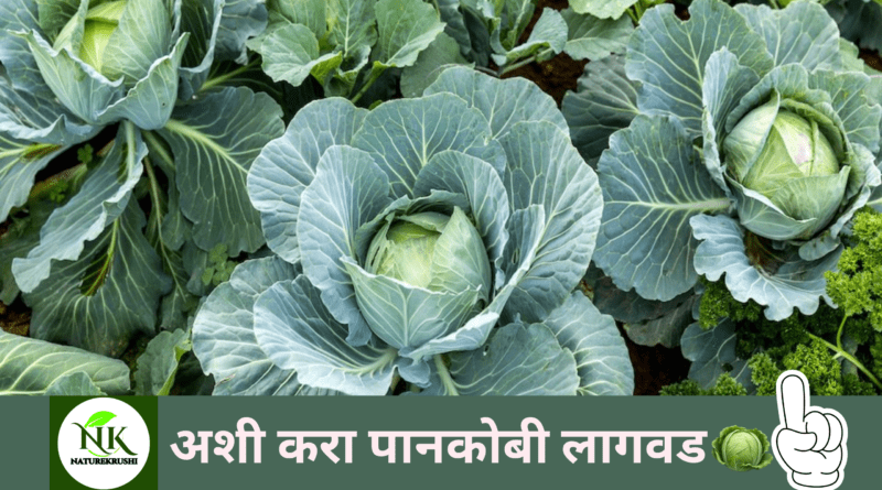 Cultivation of Cauliflower naturekrushi.png