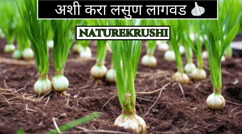 Cultivation-of-Garlic-naturekrushi.png