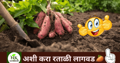 Cultivation of Sweet Potatoes naturekrushi.png