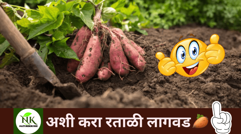 Cultivation of Sweet Potatoes naturekrushi.png