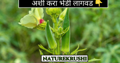 Cultivation-of-okra-naturekrushi.png