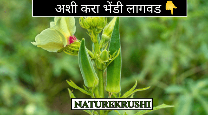 Cultivation-of-okra-naturekrushi.png