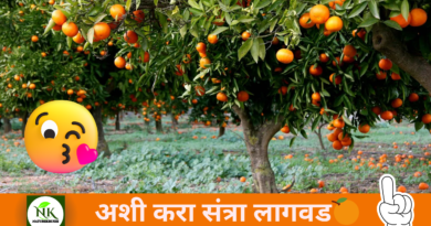 Orange Cultivation NAaturekrushi1.png