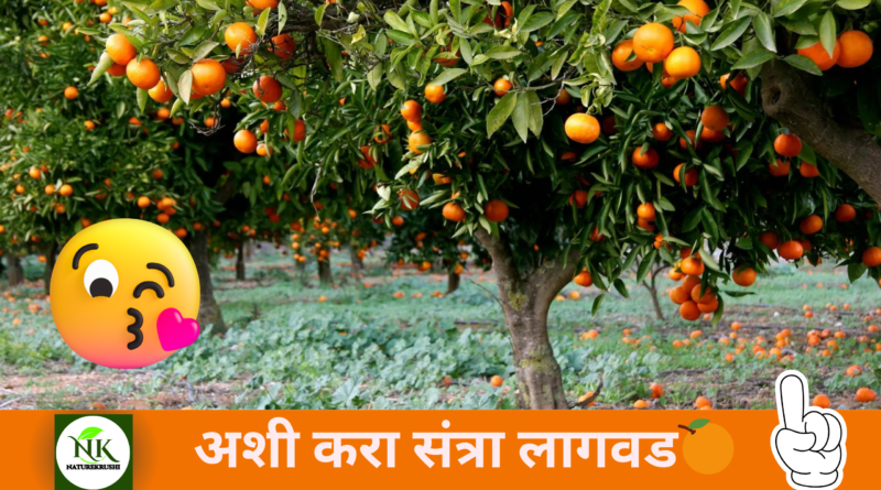 Orange Cultivation NAaturekrushi1.png