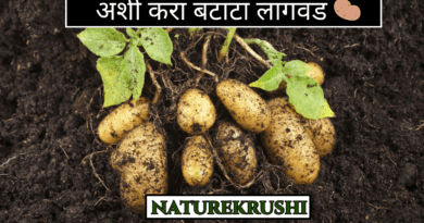 Potato-planting-naturekrushi.png