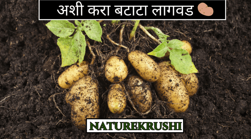 Potato-planting-naturekrushi.png