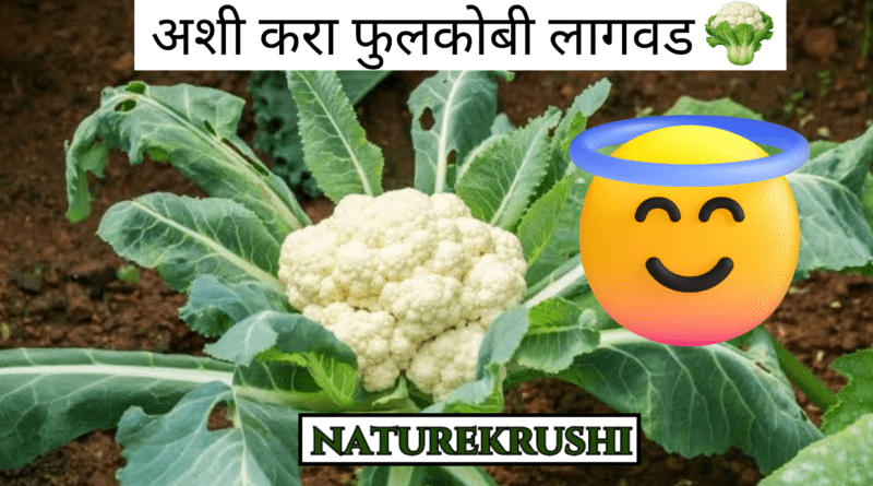 cultivation of cauliflower.png