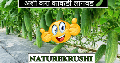 cultivation-of-cucumber-Naturekrushi.png