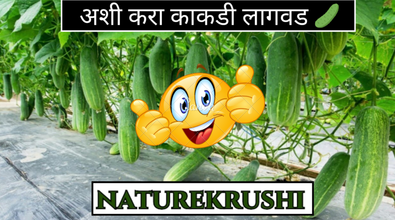 cultivation-of-cucumber-Naturekrushi.png