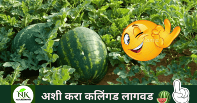 cultivation-of-watermelon-plant-naturekrushi.png