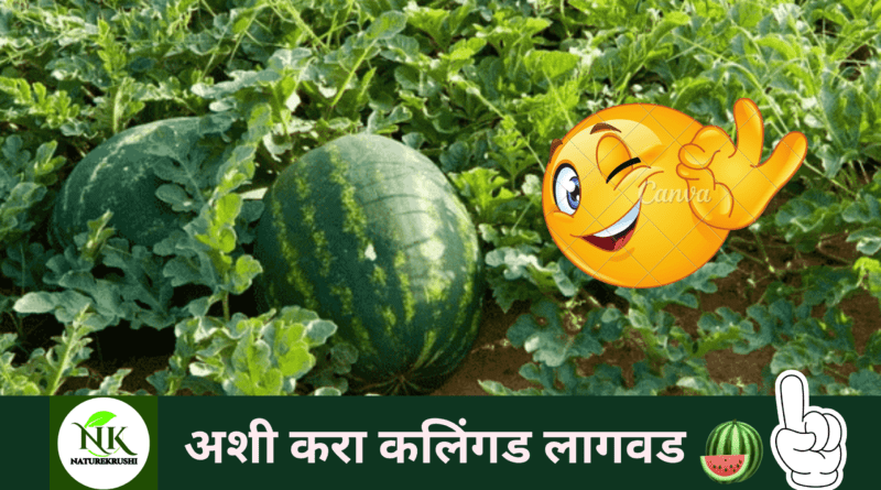 cultivation-of-watermelon-plant-naturekrushi.png