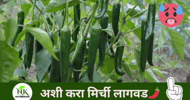 green-chilli-naturekrushi.png