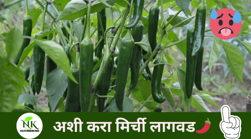 green-chilli-naturekrushi.png