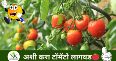 tomato-planting-naturekrushi.png