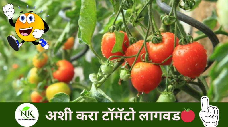 tomato-planting-naturekrushi.png