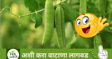 cultivation-of-peas-naturekrushi