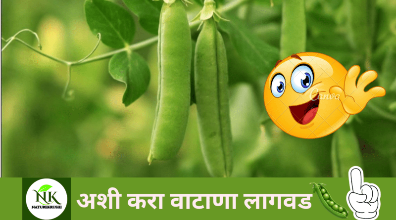 cultivation-of-peas-naturekrushi