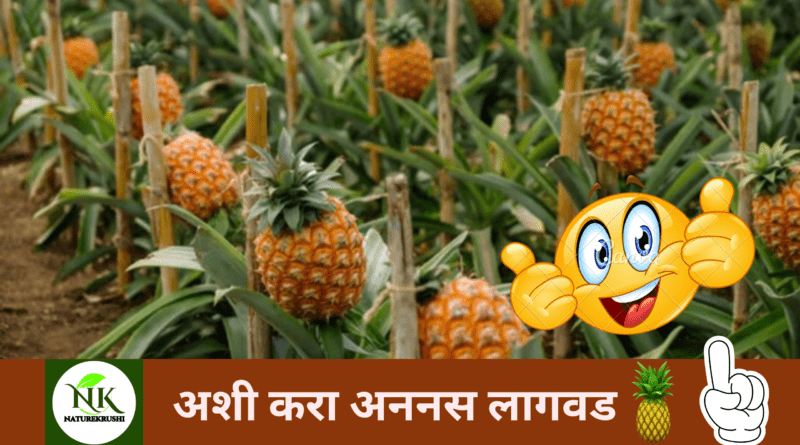 pineapple Cultivation naturekrushi