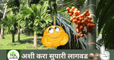 Cultivation of Areca nut naturekrushi